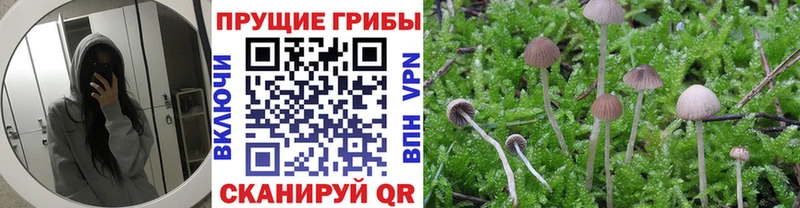 блэк спрут вход  Стародуб  Галлюциногенные грибы MAGIC MUSHROOMS 